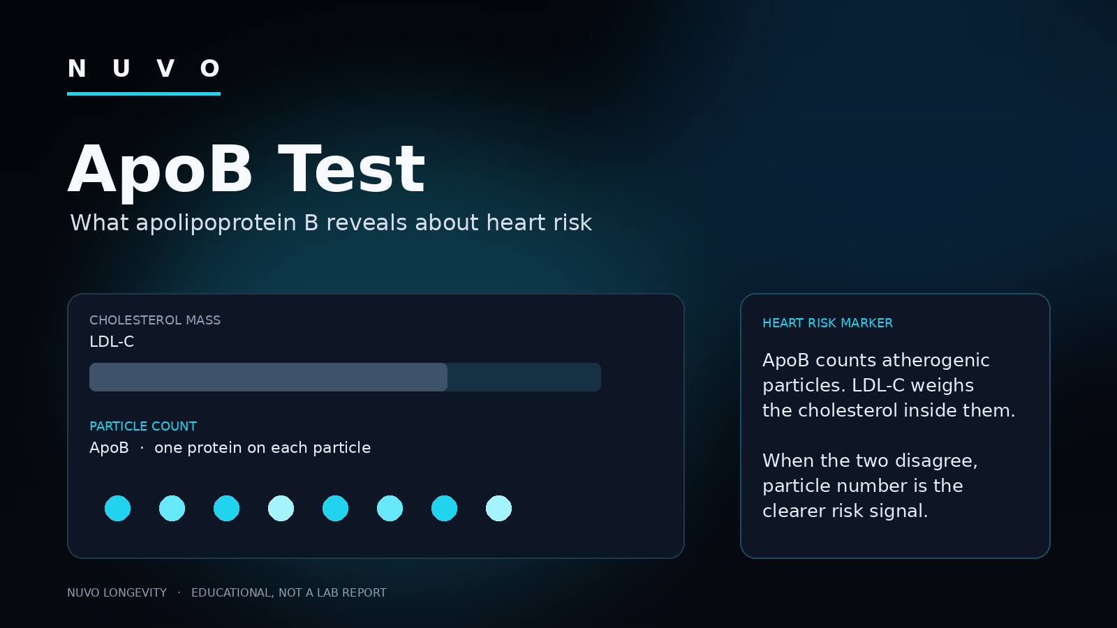ApoB Test: What Apolipoprotein B Reveals About Heart Risk and Biological Age